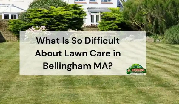 What-Is-So-Difficult-About-Lawn-Care-in-Bellingham-MA-1_11zon